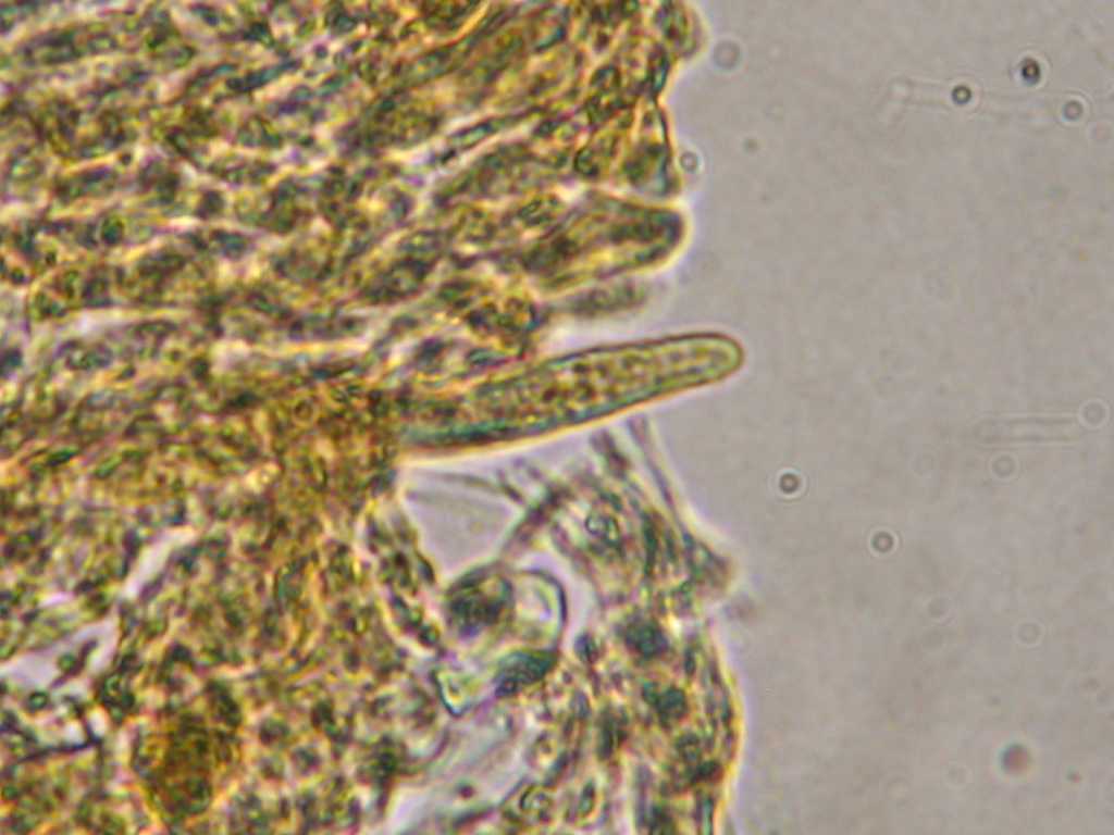 Cylindrobasidium laeve o evolvens ??(Cylindrobasidium laeve)